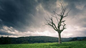 Photograph of a dead tree in a lush field with rainclouds overhead